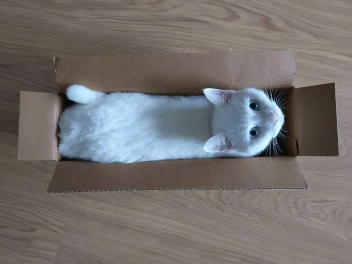 Online Community Is Dedicated To Sharing ‘Catloaf’ Pics, Here Are 30 Of The Cutest