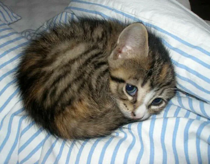 Online Community Is Dedicated To Sharing ‘Catloaf’ Pics, Here Are 30 Of The Cutest