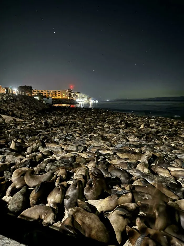 Lobos marinos en la costa bajo un cielo estrellado, surcando lo surreal en la noche.