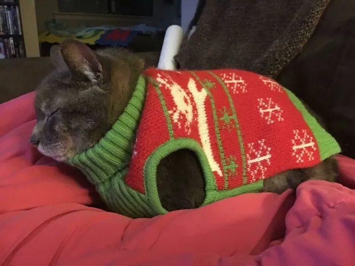 Online Community Is Dedicated To Sharing ‘Catloaf’ Pics, Here Are 30 Of The Cutest