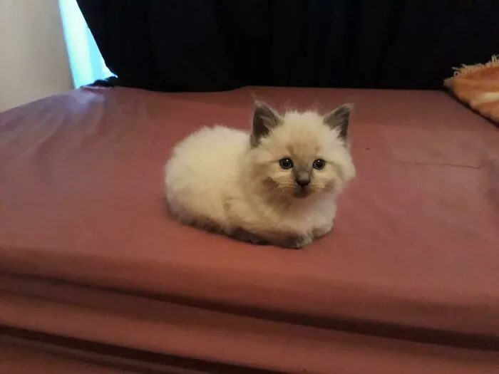 Online Community Is Dedicated To Sharing ‘Catloaf’ Pics, Here Are 30 Of The Cutest