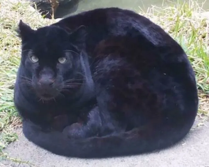 Online Community Is Dedicated To Sharing ‘Catloaf’ Pics, Here Are 30 Of The Cutest