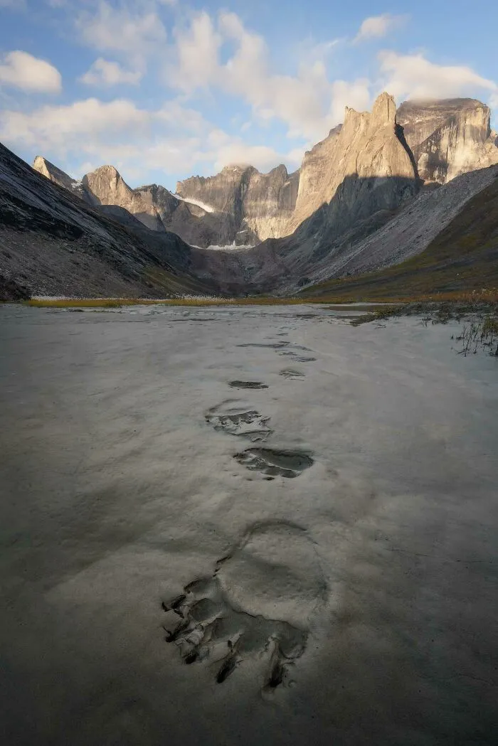 Es un poco desconcertante cuando te despiertas por la mañana y encuentras esto justo fuera de tu tienda... Parque Nacional de las Puertas del Ártico, Alaska