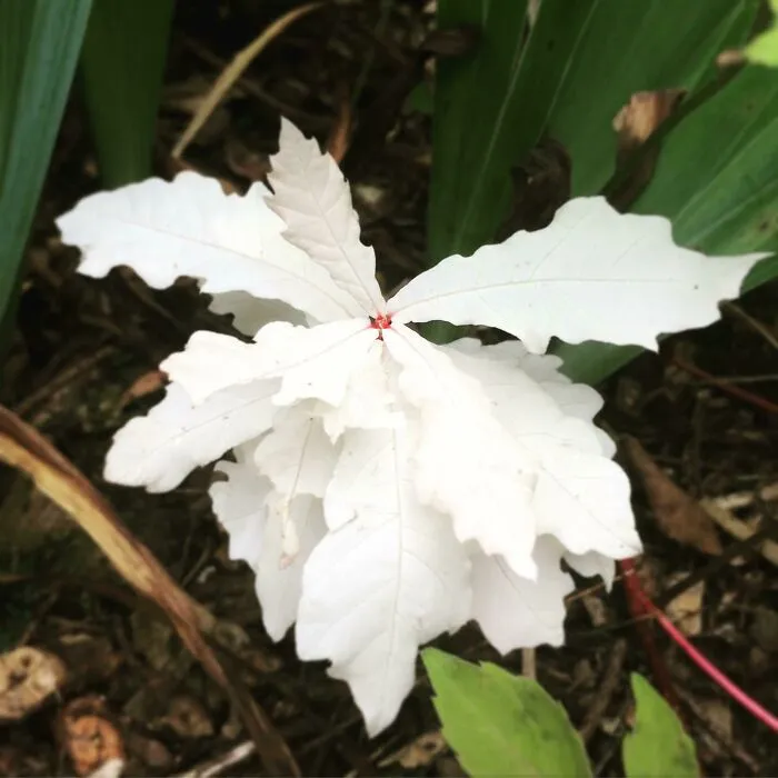 Hace unos años encontré un roble albino en mi jardín y me di cuenta de que las plantas también pueden ser albinas, pero no viven mucho porque no pueden fotosintetizar.