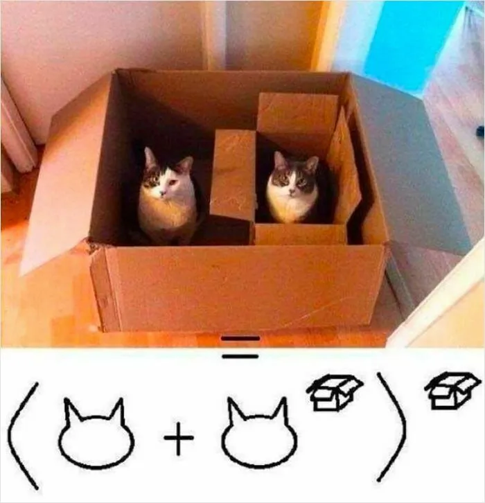 35 Weird And Wonderful Cat Memes That Will Probably Crack You Up