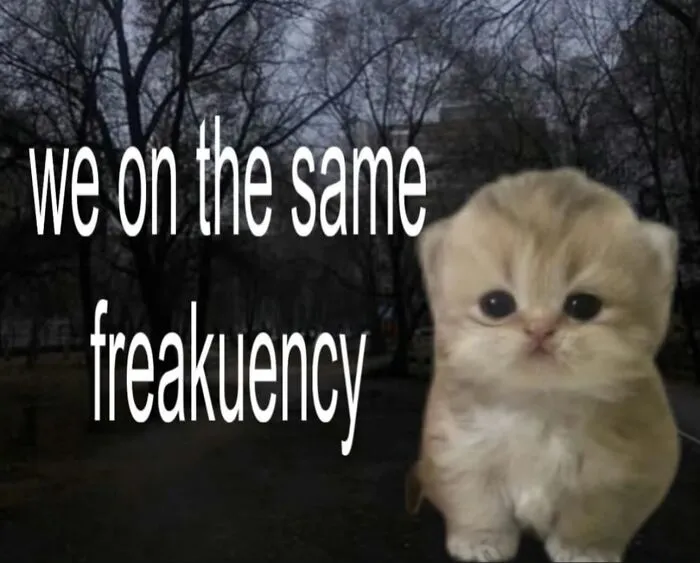 35 Weird And Wonderful Cat Memes That Will Probably Crack You Up