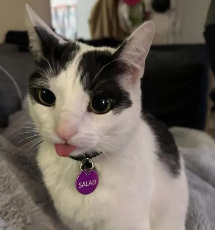 35 Weird And Wonderful Cat Memes That Will Probably Crack You Up