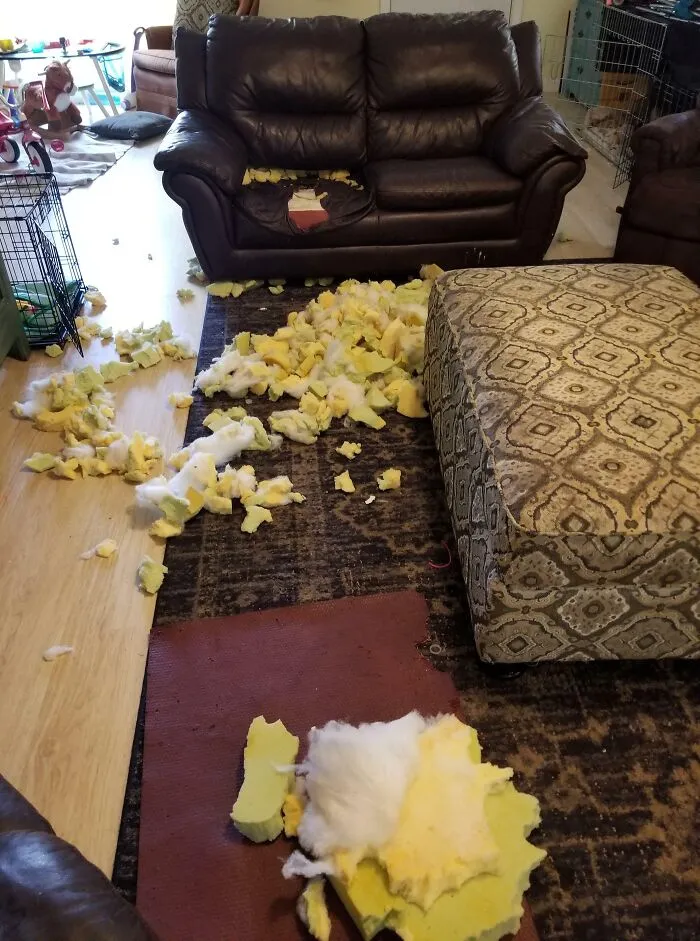 Mi esposa me recordó varias veces que pusiera al perro en su perrera y no lo hice. Prometió que sería un buen chico y no lo fue