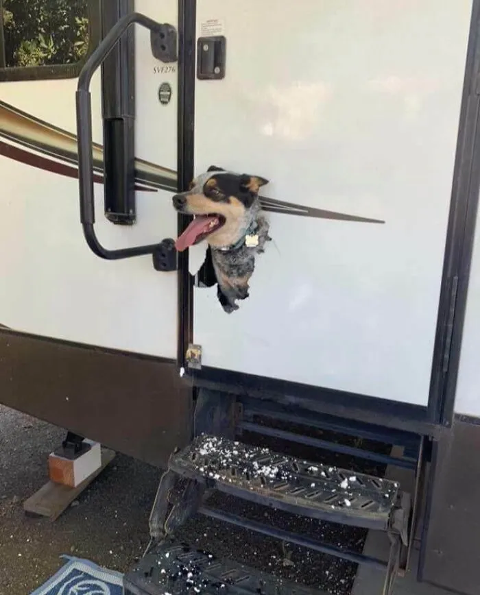 Dejé a mi perro encerrado en la caravana