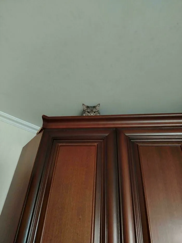 A Cat