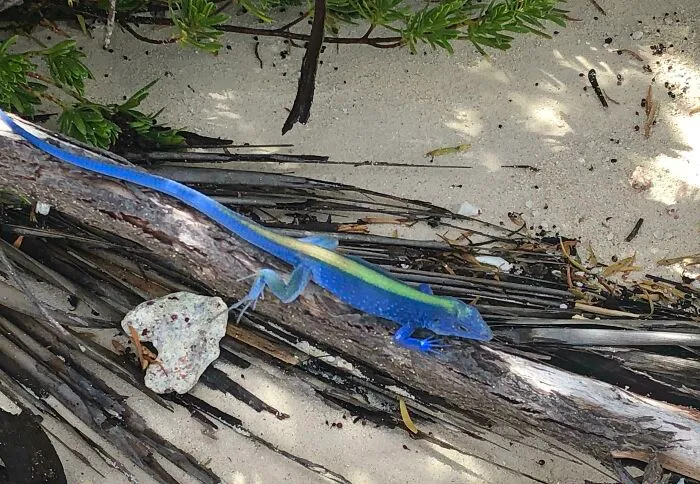 This Blue Lizard I Saw On The Island Of San Andrés, Colombia