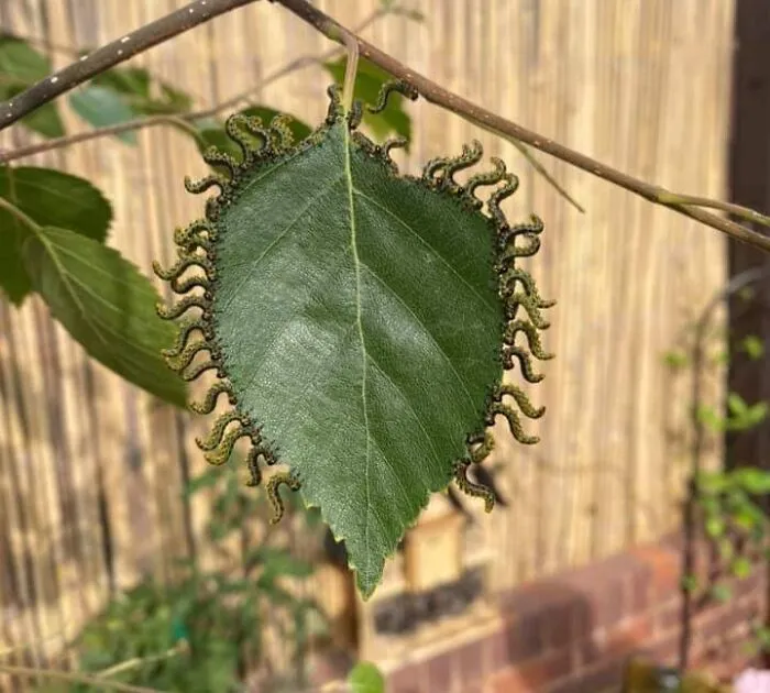 The Way These Caterpillars Are Eating This Leaf