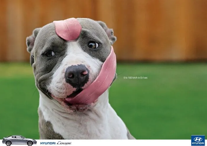 Paw-Sitive Impact: 29 Iconic Dog Ads That Stole Hearts Globally