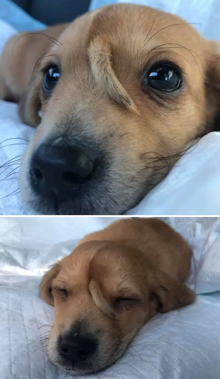 Este es Narval. Nació con una cola extra en la frente. Aún no la ha movido, pero está trabajando en ello. 14/10 Lea siempre las instrucciones antes de montar a su cachorro
