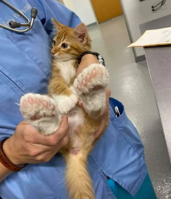Gato piegrande