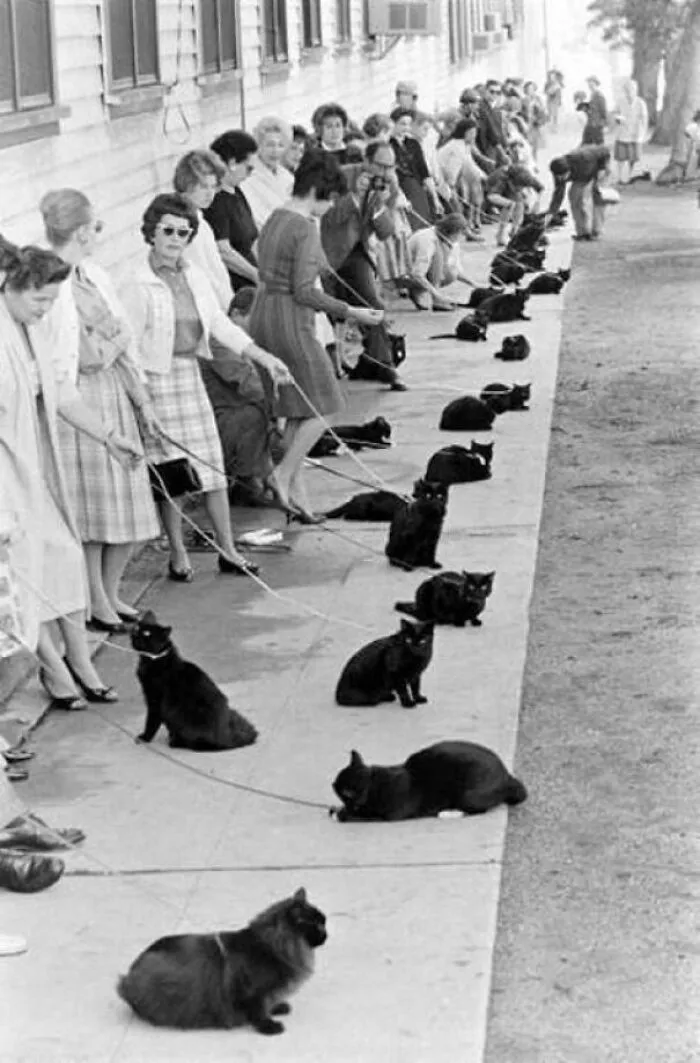 Auditions For The Part Of A Black Cat In Hollywood 1961