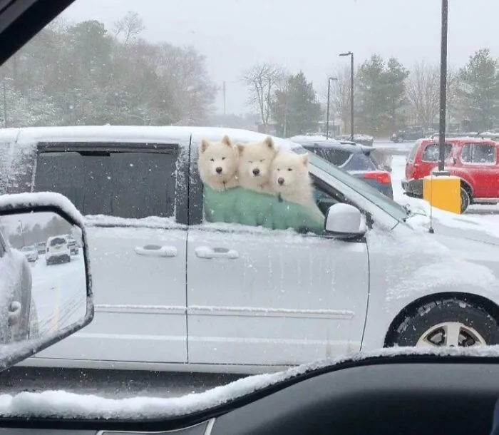 No podía creer lo que estaba viendo cuando me detuve junto a estos tres en medio de una tormenta de nieve.