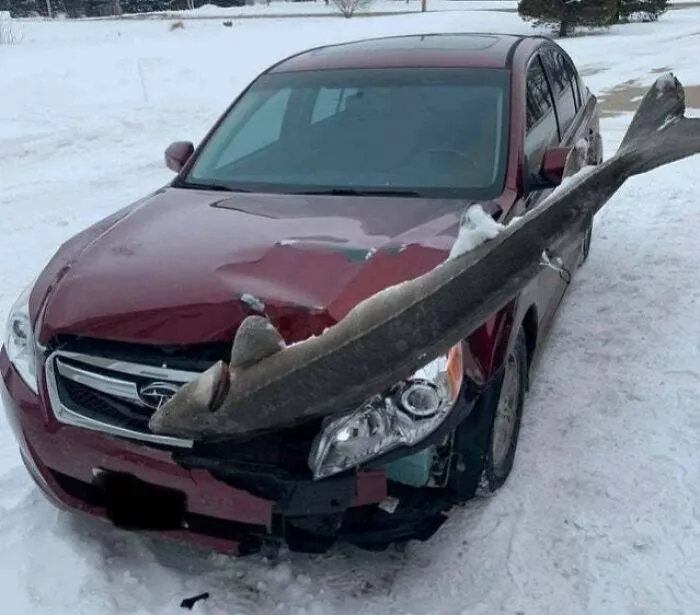 Coche rojo con un pez atravesado en el capó, en un paisaje nevado.