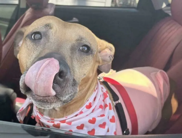 Adopted After 200+ Days At The Shelter