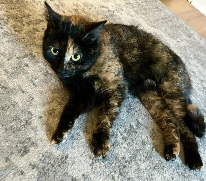 Adopted This Sweet Girl From The Animal Shelter A Couple Days Ago. My First Tortie!