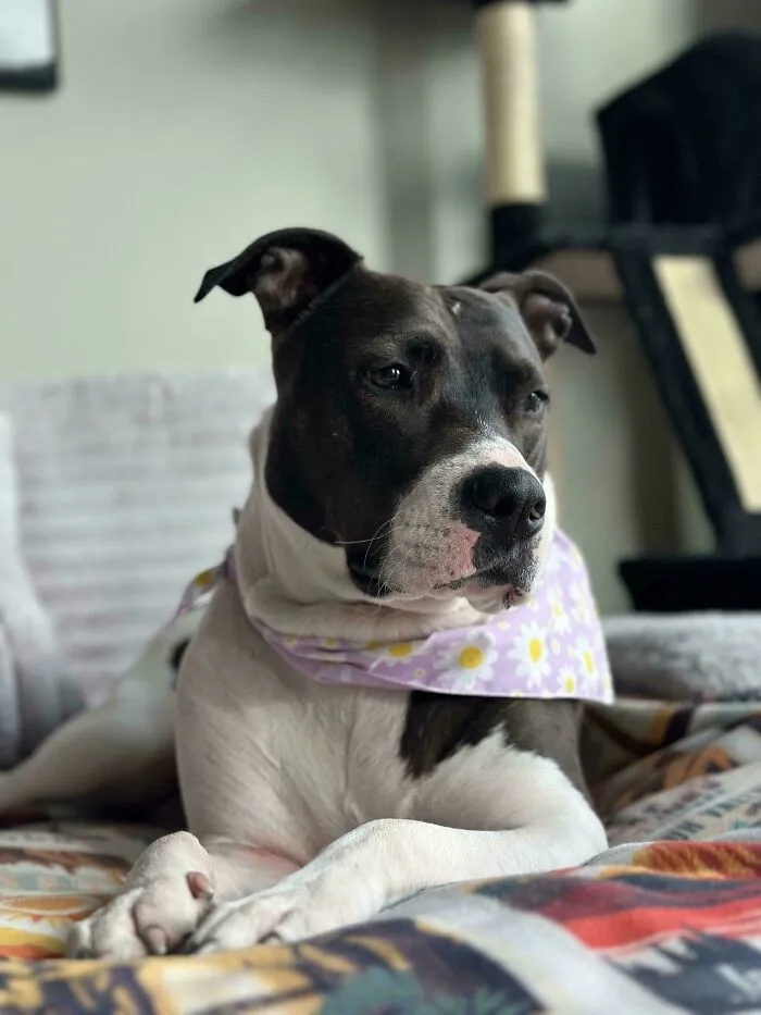 Adopted My First Pittie!