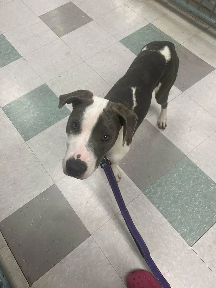 Saved From 💀 And Ready To Be Adopted !