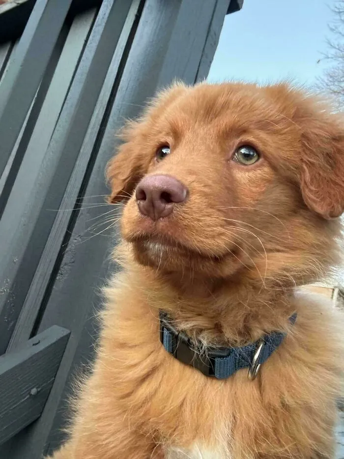 Meet Fisher!