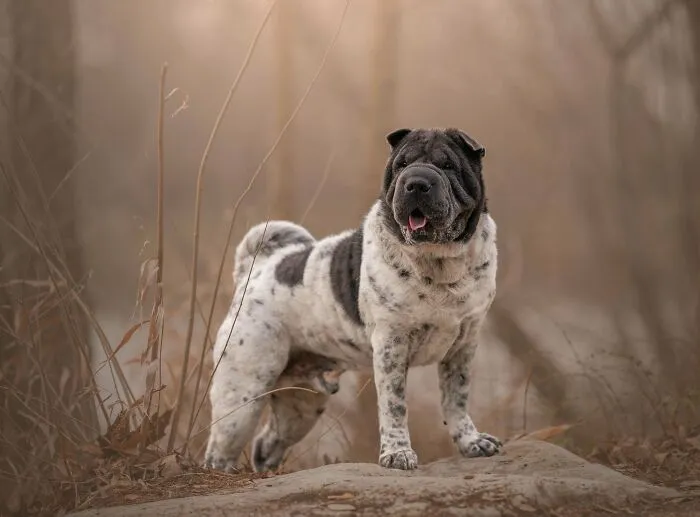 Meet Romeo, My Rescue Flowered Sharpei