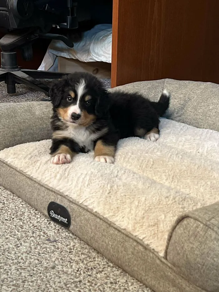 Meet Armin, 8 Week Old