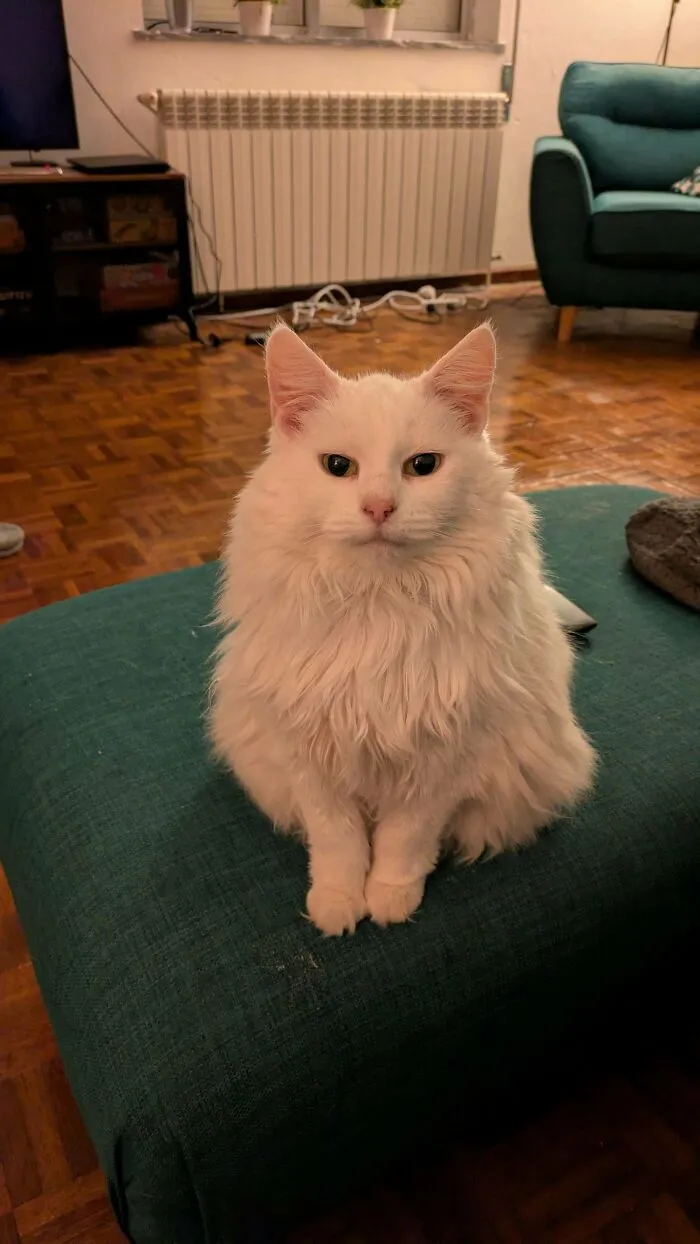 Lily The Little Big White Cloud Diva