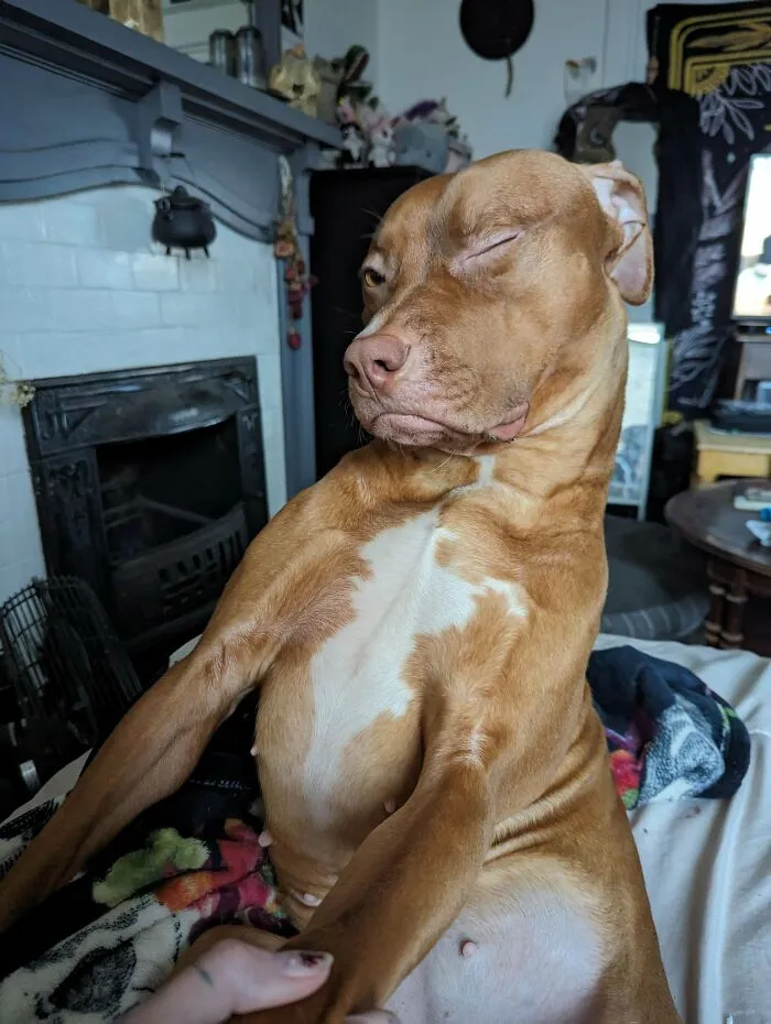 Was Told I Was Adopting A Dog. I'm Certain She Is Something Else