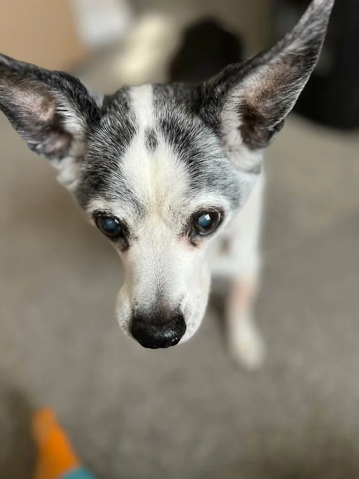 Adopted A Senior Buddy, Meet Zippy