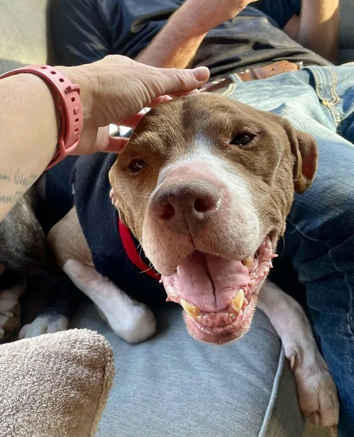 Just Made The Adoption Official In My 16-Year-Old Foster Dog