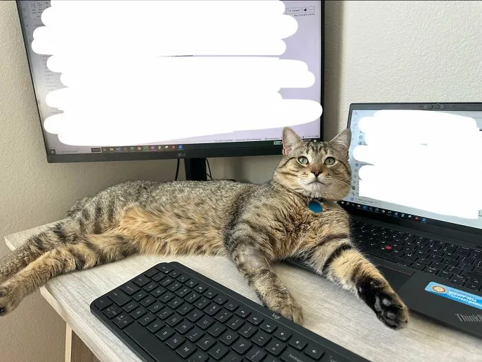 First Time Cat Mom, Adopted This Sweet Angel Two Weeks Ago!