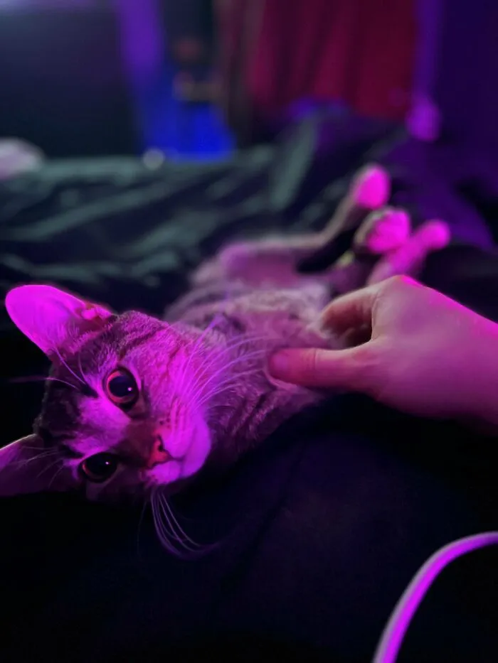 First Time Cat Owner And I’m In Love