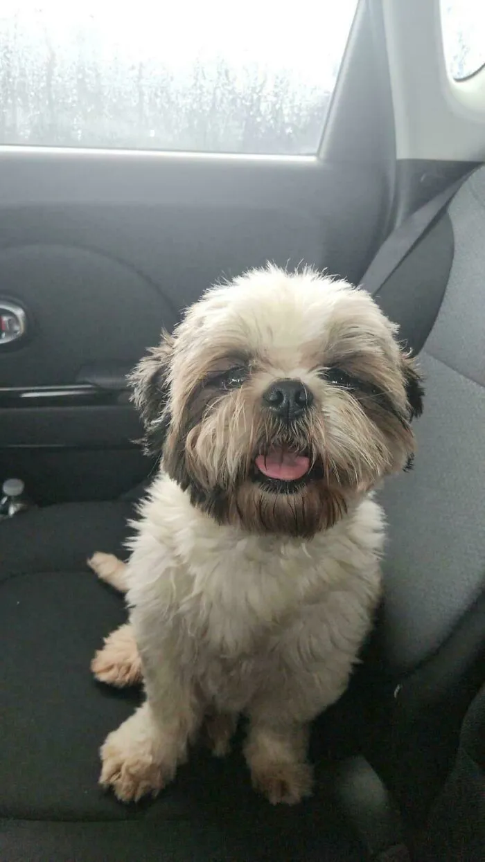 Just Got My First Dog!!! 2 Year Old Adopted Shihtzu Named Sushi