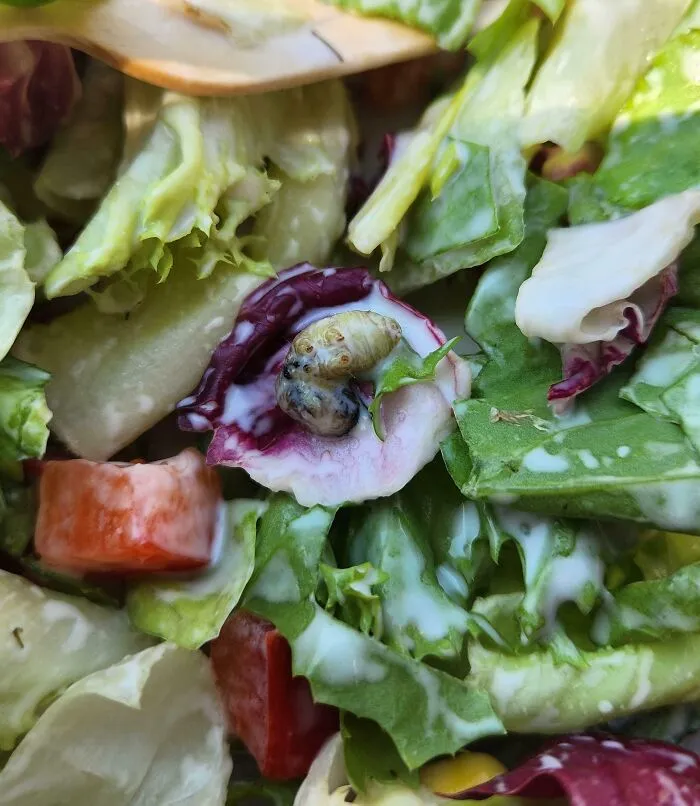Found A Dead Caterpillar In My Sealed Grocery Store Salad