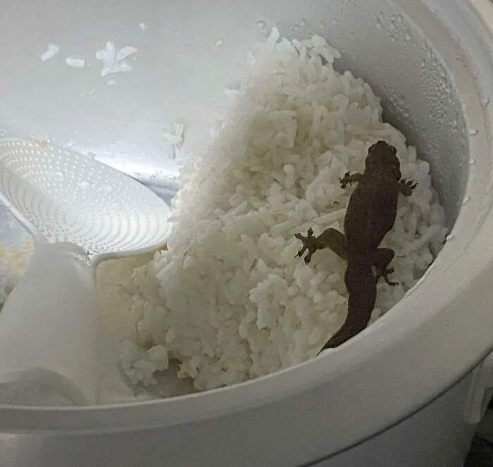 Someone Did Not Close The Rice Cooker Lid Properly
