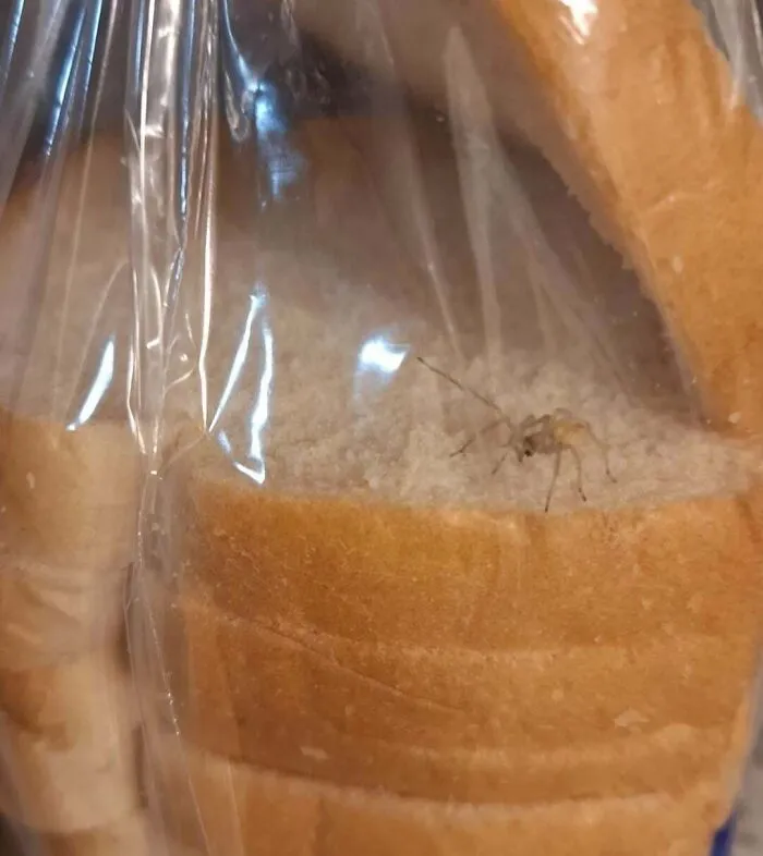Was Opening A Fresh Loaf Of Bread