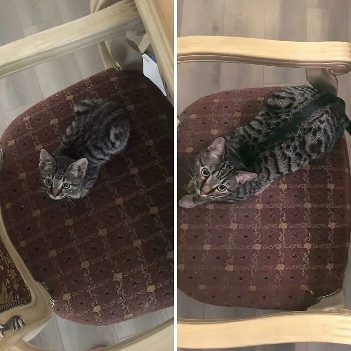 Online Community Is Dedicated To Sharing ‘Catloaf’ Pics, Here Are 30 Of The Cutest