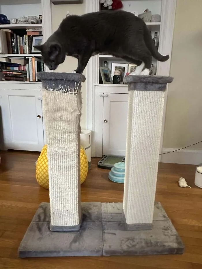 Gato sobre rascador desgastado, mostrando cómo el tiempo desgasta las cosas.
