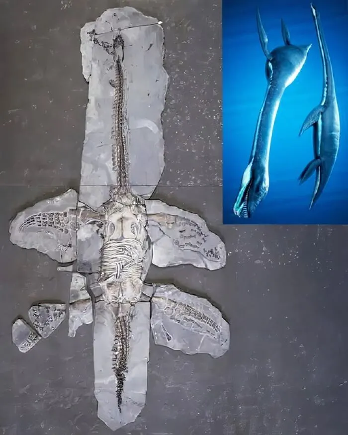 A 183-Million-Year-Old Plesiosaur Fossil Has Revealed An Astonishing Secret—Preserved Soft Tissue, Including Skin And Scales