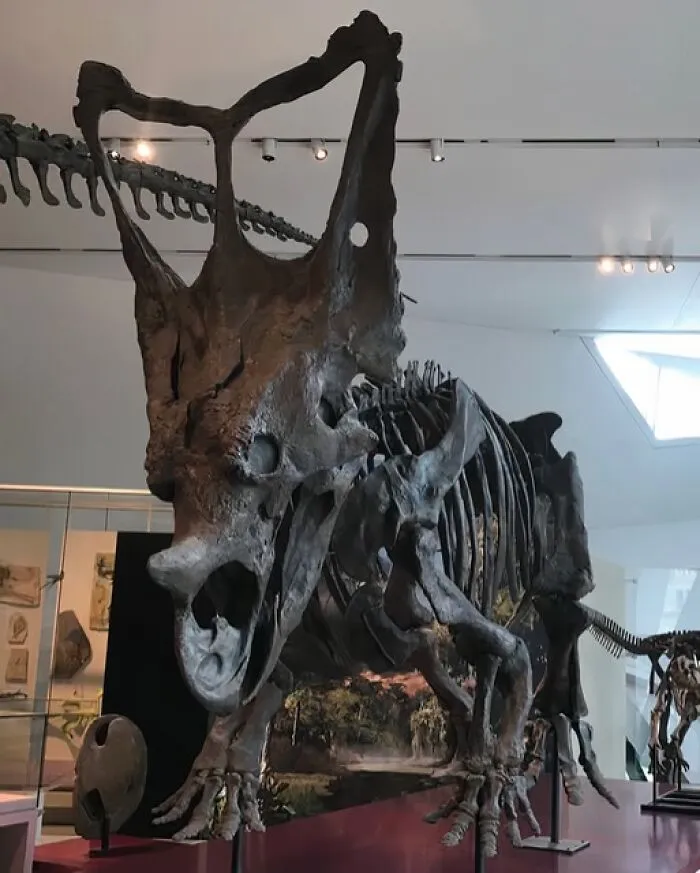 Chasmosaurus Was A Large Plant-Eating Dinosaur That Lived Around 75 To 72 Million Years Ago During The Late Cretaceous Period. It Was Part Of A Group Of Dinosaurs Called Ceratopsians, Which Were Known For Their Distinctive Frills And Horns On Their Heads