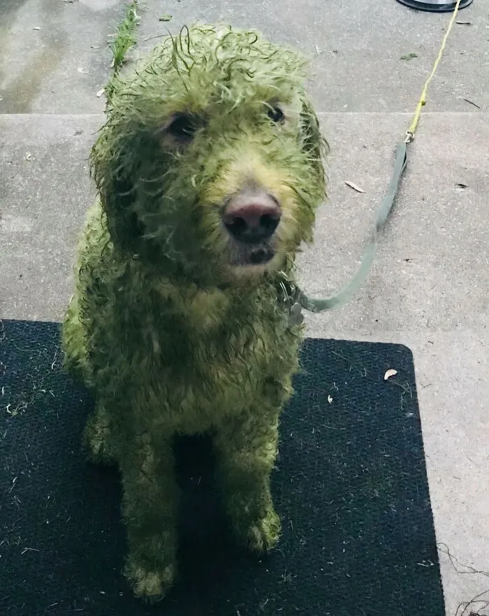 Dejé salir a mi perro blanco tras cortar el césped