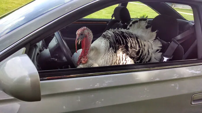 Un pavo en el asiento del conductor de un coche, una escena increíble capturada en fotografía.
