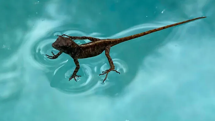 Lagarto caminando sobre el agua creando una escena surreal.