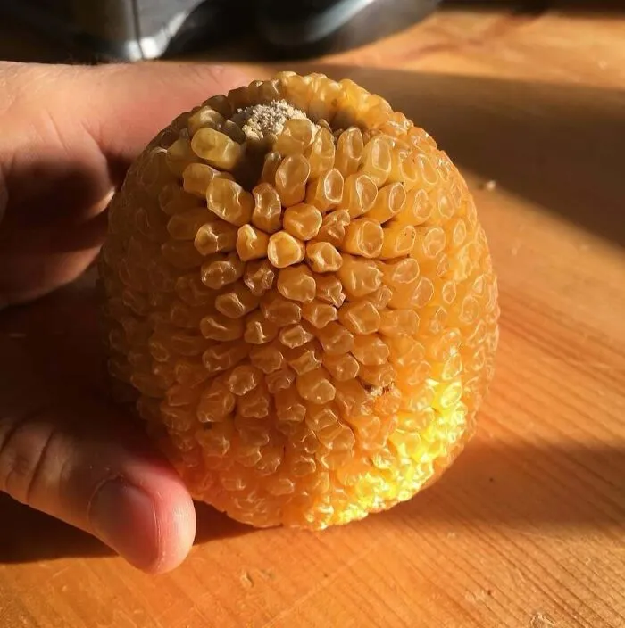 Un maíz mutado con granos deformes, creando una apariencia surrealista en una mesa de madera.
