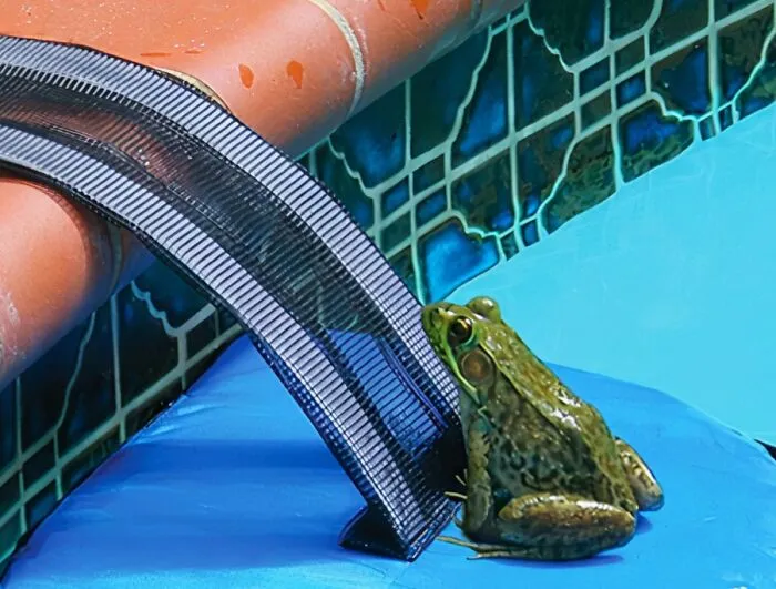 Give All Kinds Of Critters A Hand Out With This <a Style="Display:inline;" Href="Https://Www.amazon.com/Dp/B004uhy2ty?ascsubtag=5184940%2c20%2c36%2cd%2c0%2c0%2cbf-Ssrch%2c900%3a2%3b974%3a1%3b1338%3a1%2c165539%2c0%2c0%2c0&btn_ref=srctok-C8faade1216a0949&th=1&linkcode=ll1&tag=bparmadillo-20&linkid=0aaab267b893fd9cebded89f9d8a5a56&language=en_us&ref_=as_li_ss_tl" Target="_blank"><span Style="Font: Inherit; Color: #d74b1f;"> Pool Escape Ramp For Animals </Span> That Helps Them Climb To Safety In A Splash