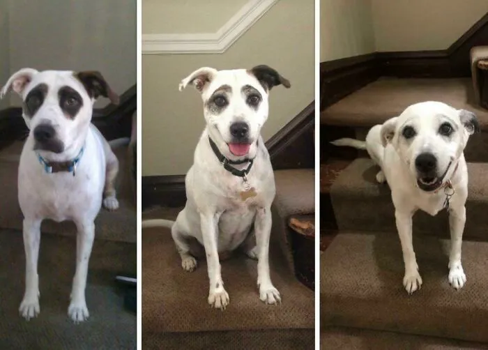 The Way My Dogs Spots Faded Over 10 Years