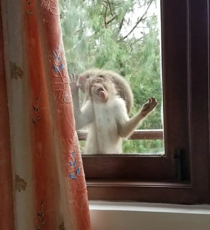 Mi madre dijo que un mono estaba sentado fuera de su ventana y no paraba de lamerla. Me costaba creerlo. Entonces me envió esta joya